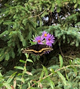 syngentacanada's tweet image. Through Operation Pollinator, plots have been well established at our 3 research facilities across Canada, supporting our commitment to sustainable agriculture.
Learn what all the buzz is about -&amp;gt; syngenta.ca/commitments/op…
#OperationPollinator #pollinatorweek