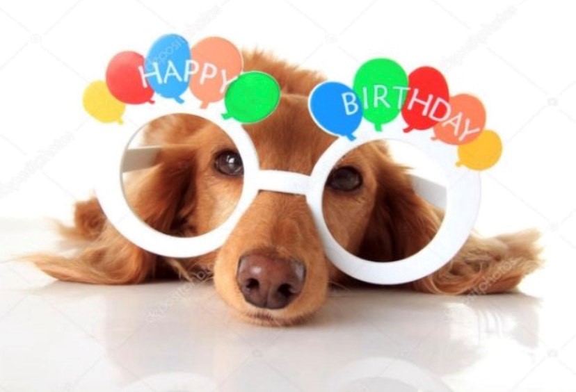 #Yorkshirehour Its national Dog Party Day today so to all our Yorkshire  Dogs who are celebrating a special day today  Enjoy your Party!!