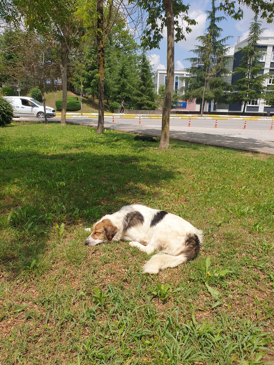 Sakarya Üniversitesi Kampüsü sokak canlıları için de yaşama alanı oluşturuyor. İyiki de böyle. Köpekler bu güzel Kampüse renk kalıyorlar. Var mı itirazı olan.