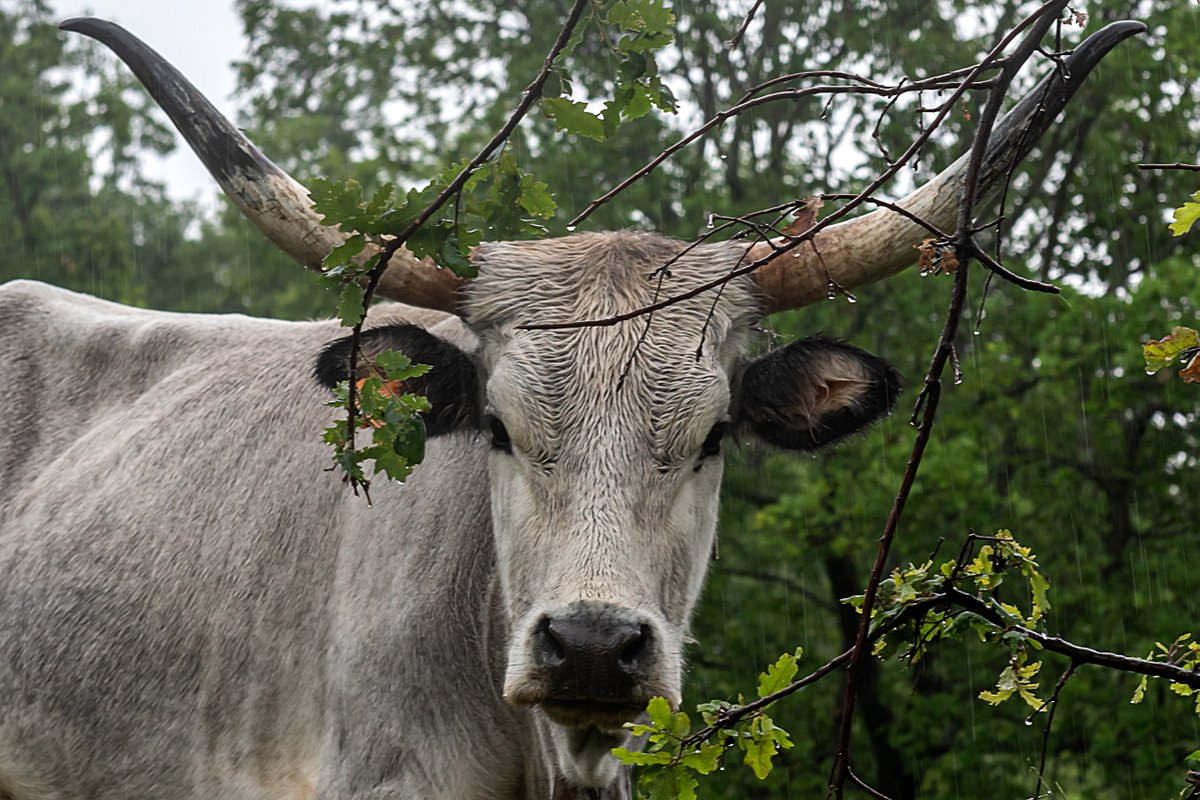 Large horns, calm and powerful, she looks curious and seems to ask: what do you want from me?

#looks #plant #tree #plants #tree_shotz #fawns #snoutout #plantlover #treescape #tree_love #pawpack #iloveanimals #grassy #lawnfawn #dailycuteness #plantsofinstagram