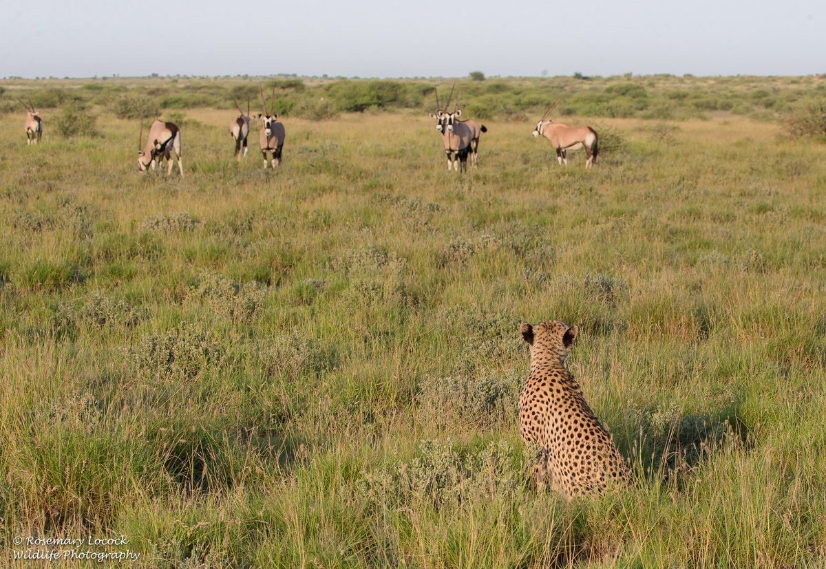HourlyCheetahs presents: