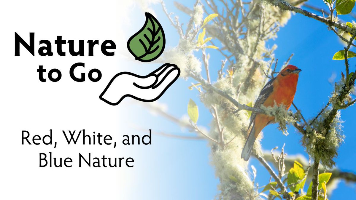 Happy Fourth of July! In this week's #NatureToGo, naturalist Teresa Root shares examples of red, white, and blue that surrounds you in nature. Before the festivities and fireworks, head outdoors to see how many colorful critters and plants you can find.
youtu.be/NDVpLrqjTM4