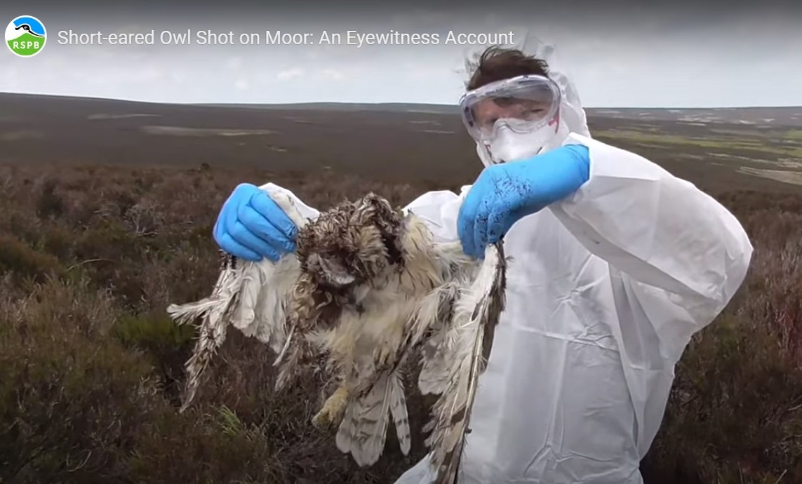 Short-eared owl shot &amp; killed on Broomhead Estate, a grouse moor in the Peak District National Park.

Details ⬇️⬇️
raptorpersecutionuk.org/2023/06/21/sho…