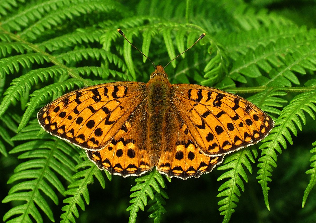 BC_Cumbria's tweet photo. First branch High Brown Fritillary report in 2023! See record at https://t.co/tmdNSOtE7t (file photo). https://t.co/jhNCR3sZVo