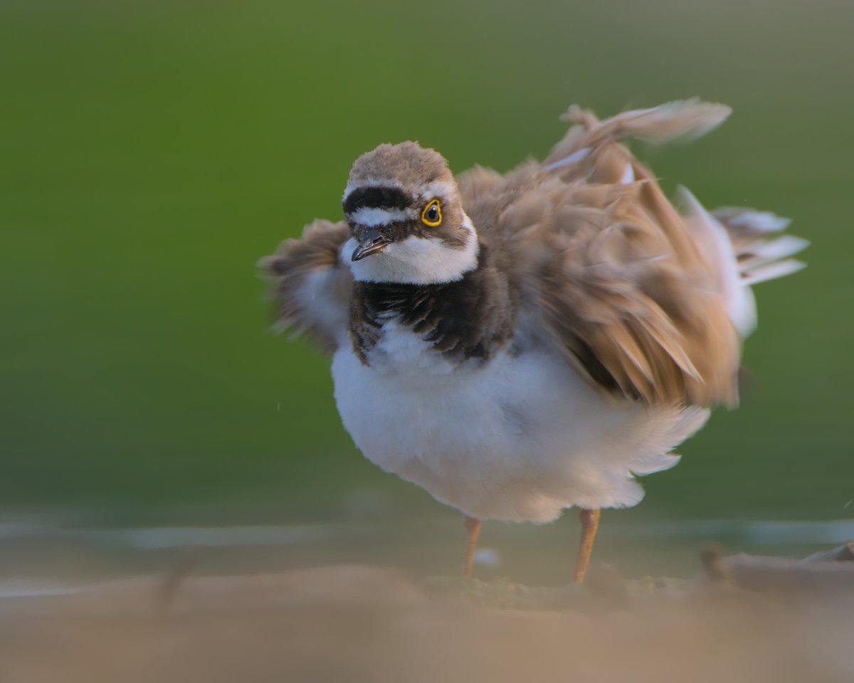 Not been ur day☹️? That's ok. Just shake it off!
RT ♻️ to spread some self-❤️ 🙏

#birds #birdphotography #BirdTwitter #BirdsofTwitter #BirdsSeenIn2023 
#mentalhealth #MentalHealthMatters #SelfCare 
#WaderWednesday #WildlifeWednesday #BBCWildlifePOTD #APPicoftheWeek #ThePhotoHour