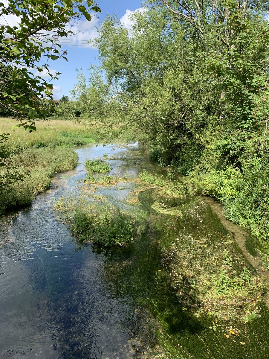 Thankyou @cherrytruluck for showing me the upper River Ebble #chalkstream #winterbourne from source to #BroadChalke - what a wonderful winterbourne & amazing landscape @CranborneChase

Your Edible Ebble project is fantastic #respect! 

#naturalhealthservice #loveyourwinterbourne