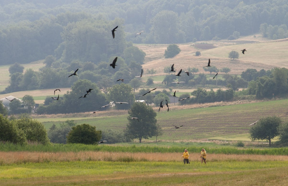 BOsterath's tweet photo. More photos from the bald ibis training camp in Binningen. 35 bald ibises are trained to follow a microlight plane. The foster parents Helena and Barbara play a central role in convincing the juvenile birds that this is safe.
Photos by @captainkeeken https://t.co/WsJTRYPsFs