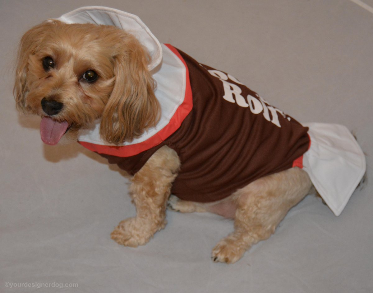 Tongue Out Tuesday with a Tootsie Roll! is.gd/9i59Sv #blog #candy #cute #designerdogs #dogcostume #dogs #halloween #lick #pets