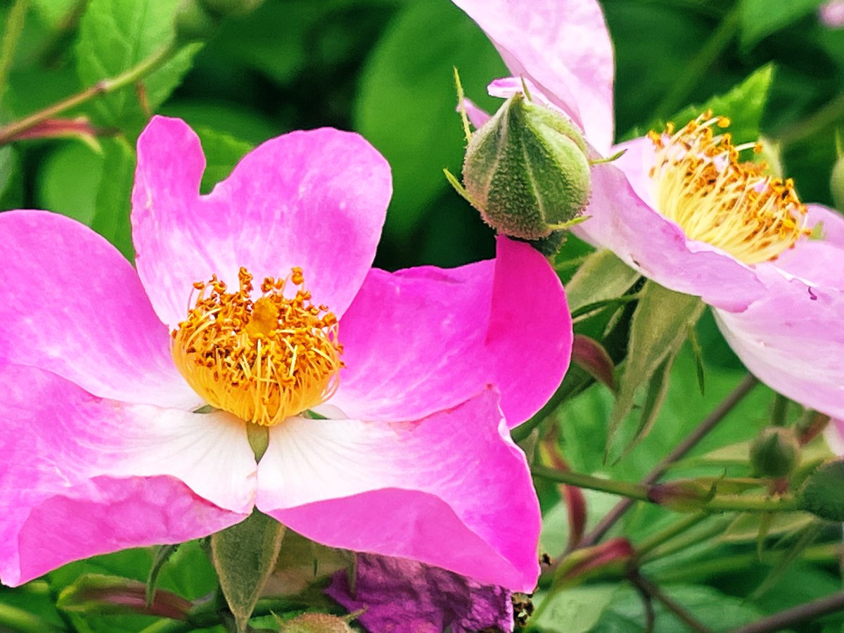 Pretty in pink at Shakespeare’s Garden @CentralParkNYC #CentralParkBloomWatch