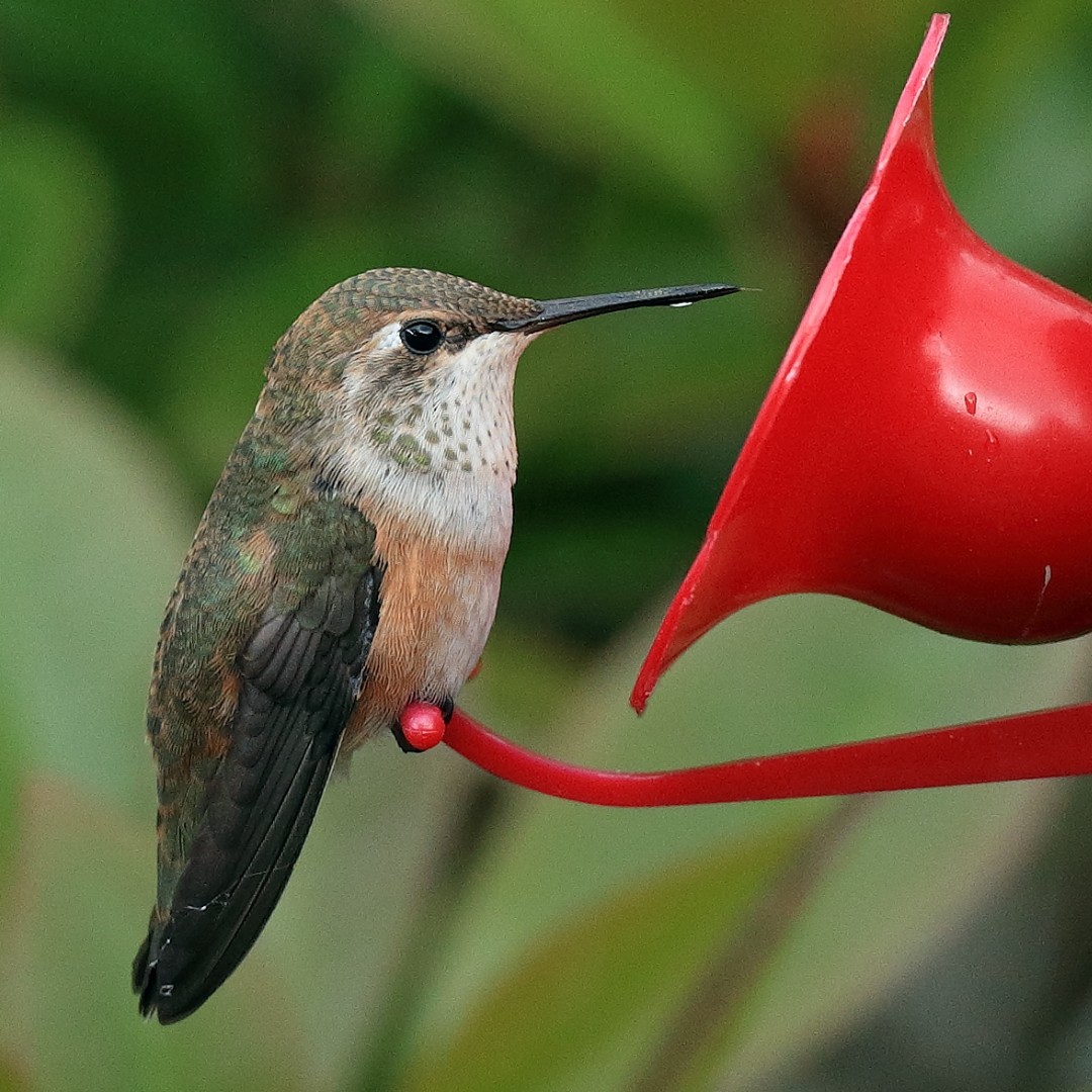 The answer is.... (female) Anna's Hummingbird!! ➡️ The next photo shows a female Rufous Hummingbird.

Were you correct? 🤔

Female Rufous Hummingbirds have cinnamon-washed sides, while female/immature Anna's have grayish green flanks.

#WildlifeRescue #Wildlife