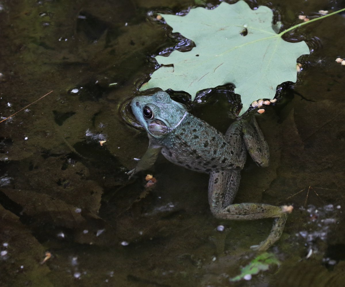 ncpr's tweet photo. Photo of the Day: "Blue frog at Paradox." Photo: Ellie George
#ncprpotd https://t.co/Q73nSLDsvf