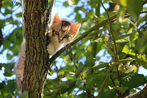 Declawing a cat is the same as cutting a human's fingers off at the knuckle.
 #CatFacts