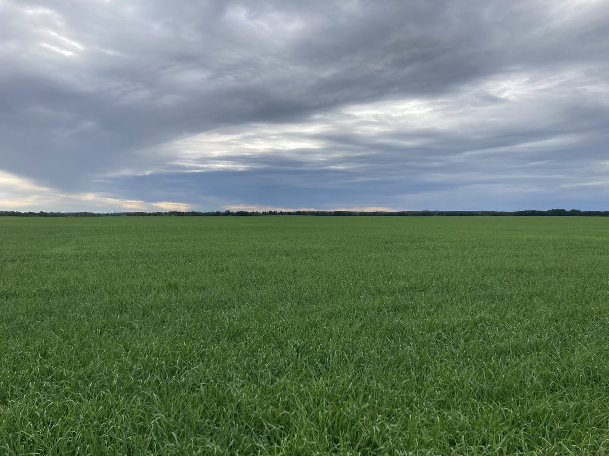 CDC Durango is looking good. We have high expectations for this new feed barley. Seeded in a split field with CDC Austenson, so will be a nice comparison. Anyone wanting to check it out this summer, just give me a shout!