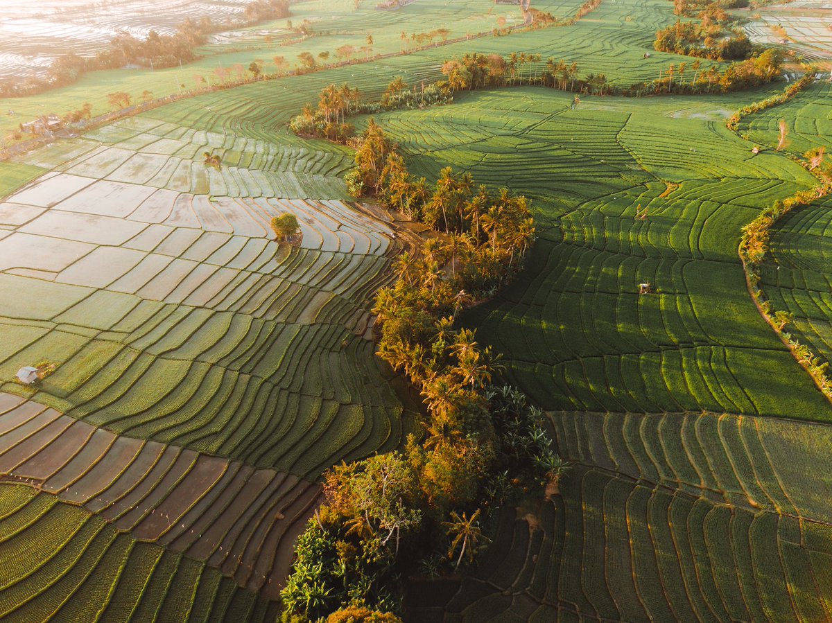menashootz's tweet photo. @DJIGlobal Bali 💚 https://t.co/yfJT0v38Wz