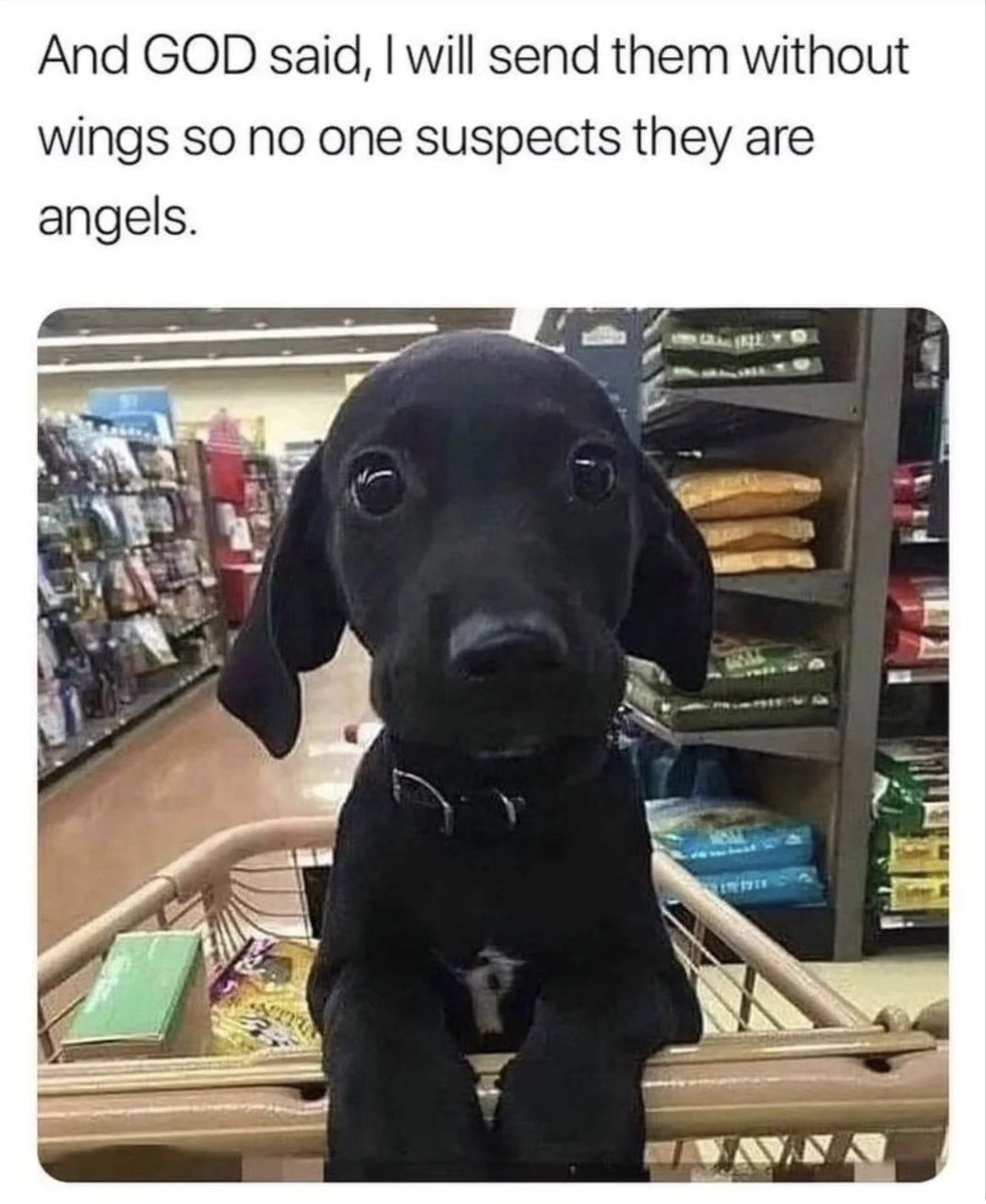 What do you think, #K9 Officers? Angels without wings? 🐾💙🐾 ~M