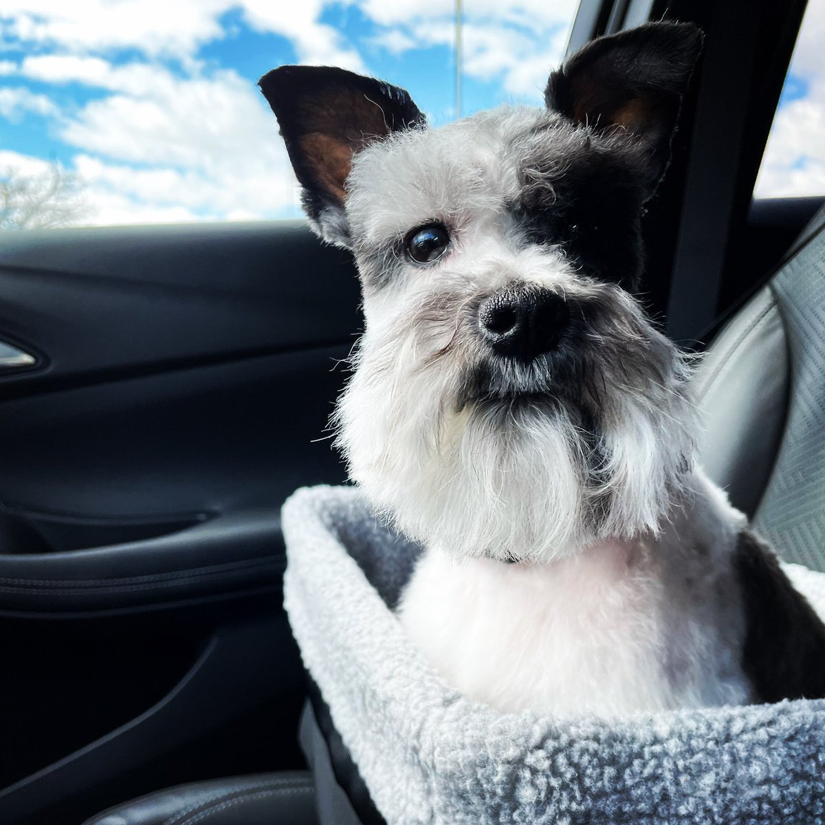 stephmugu's tweet photo. @Tom_Wachs Boris says thanks and keep up the great work! ❤️ https://t.co/hv07rjHJDO