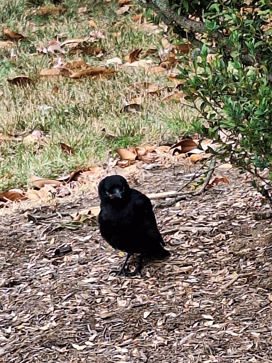 Some random photos taken on Capitol Hill in Washington, DC. #capitolhill #capitolhilldc #washington #dc #washingtondc #bird #tricycle #crow #adulttricycle