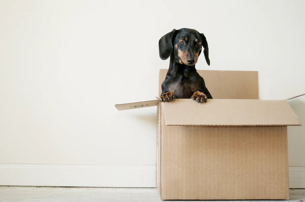 movequicklyllc's tweet image. Move quickly LLC is a moving company that welcomes dogs to be part of the moving process. Our team understands that moving can be stressful for pets and their owners, which is why we strive to create a comfortable and safe environment for them.#movers #movequickly #movequicklyllc
