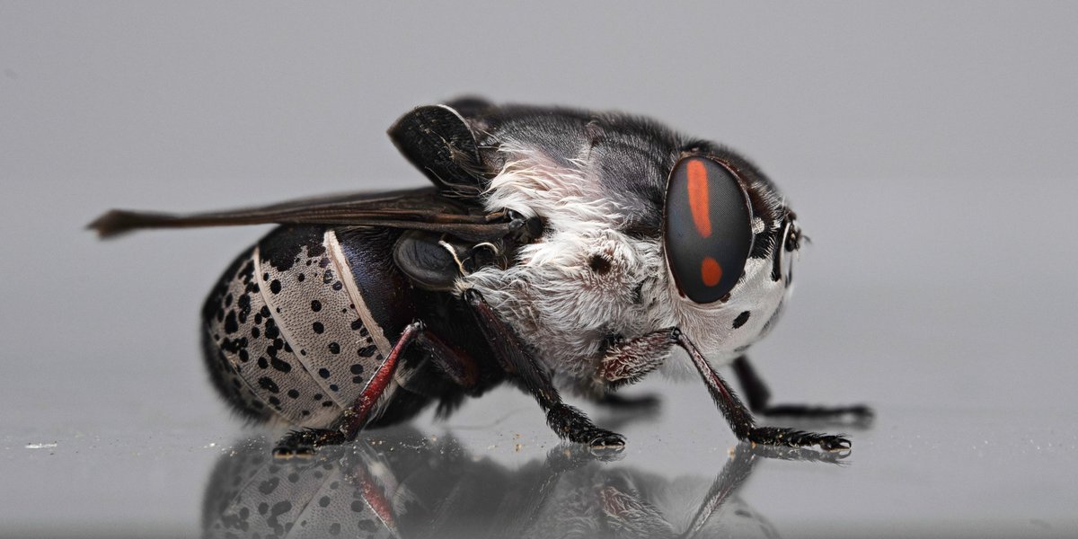 The little stinker moved halfway through my photo stack, but... 

!