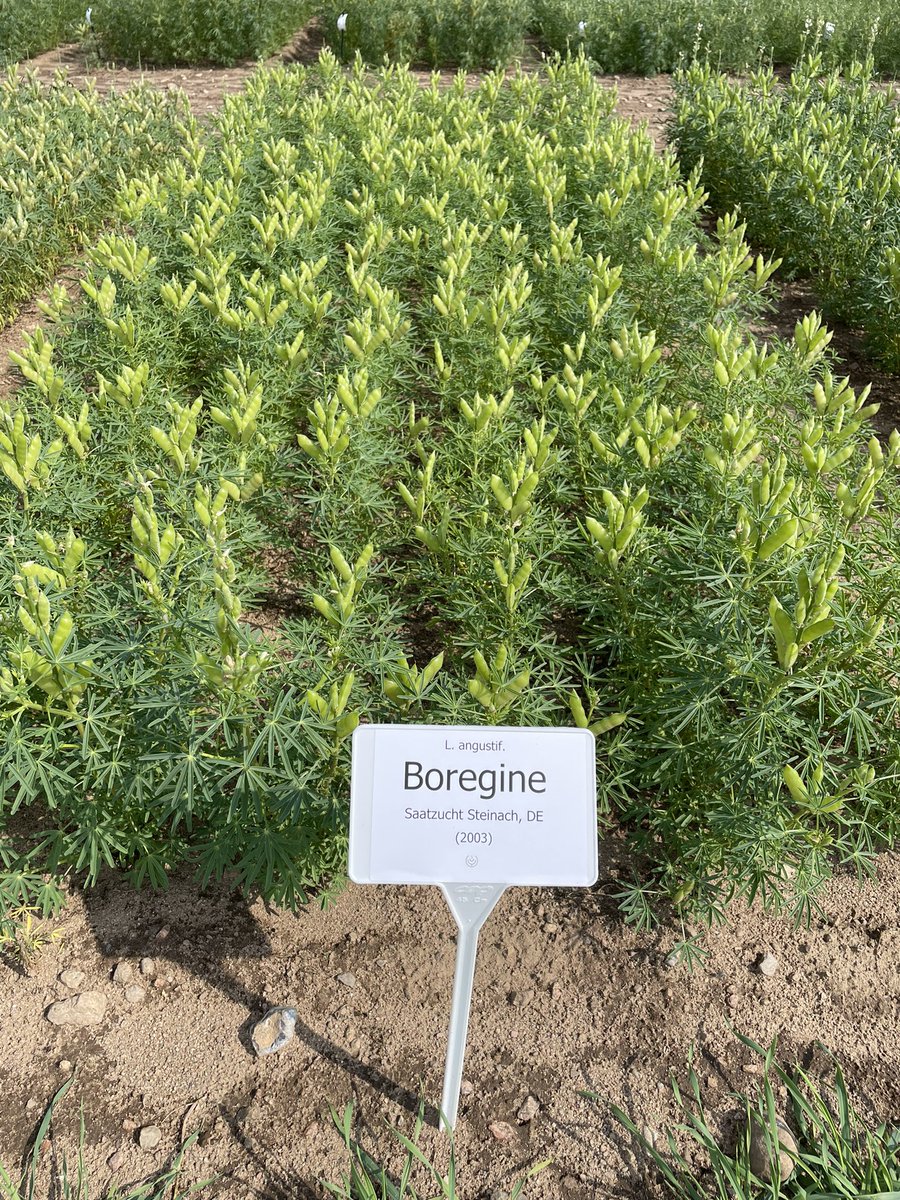 Robyne Bowness Davidson (@pulsechickab) on Twitter photo Lupins, lupins everywhere in Bocksee, Germany! This crop has so much potential and I am learning so much on how to make this crop successful in Alberta. International Lupin Conference 2023. #ILC2023 <a href="/APGresearch/">Jenn Walker</a> Lupins, lupins everywhere in Bocksee, Germany! This crop has so much potential and I am learning so much on how to make this crop successful in Alberta. International Lupin Conference 2023. #ILC2023 <a href="/APGresearch/">Jenn Walker</a>