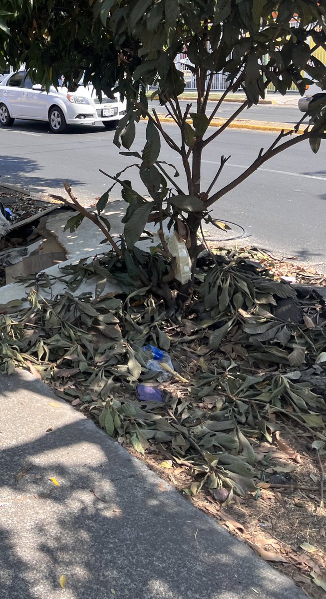 Esme_Carrillo's tweet photo. También cuando repavimentaron @GuadalajaraGob, dejaron todo lo que quitaron en la banquetas. Por favor si nos pueden ayudar a recuperar este lugar donde pasamos muchas personas. https://t.co/VKXfBVfcyQ