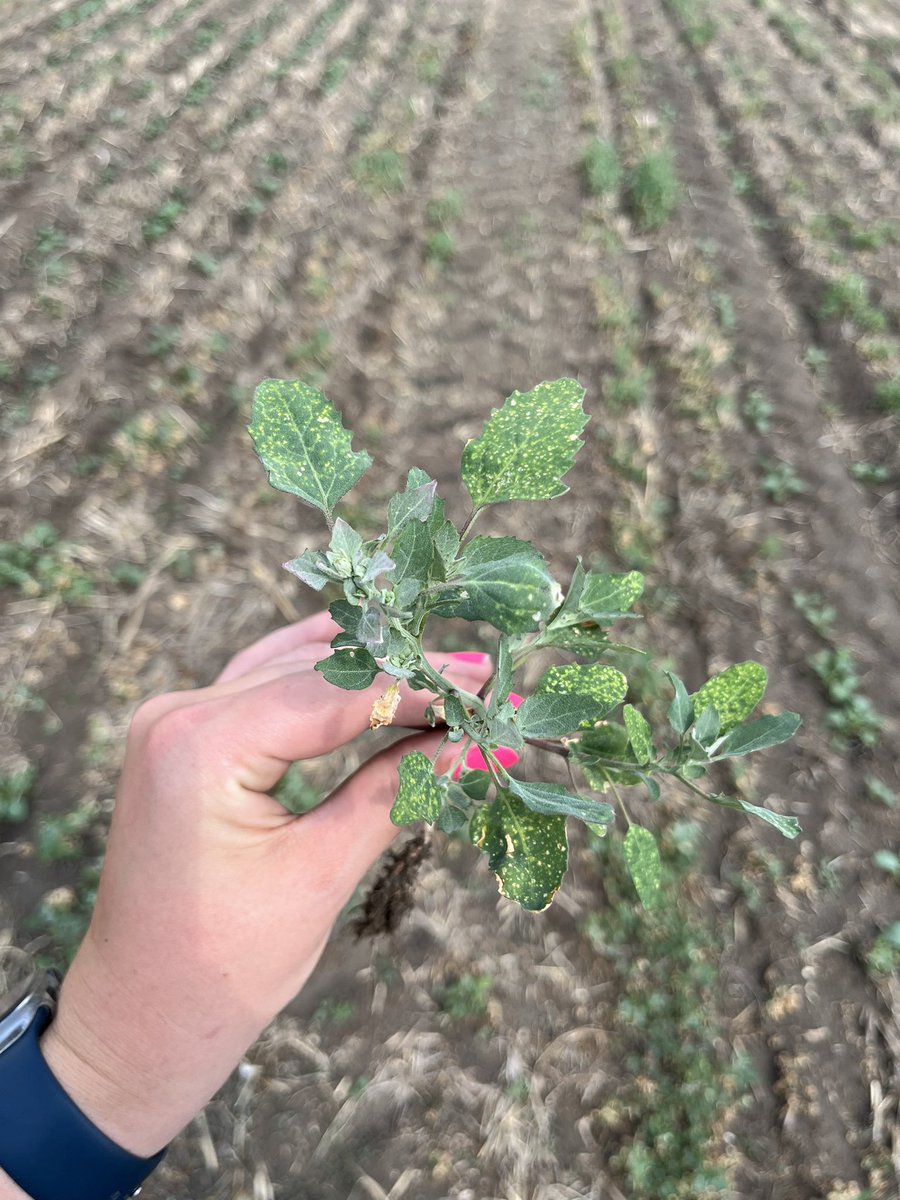 The good news: excellent coverage #Valid 
The bad news: the lambsquarters are still growing