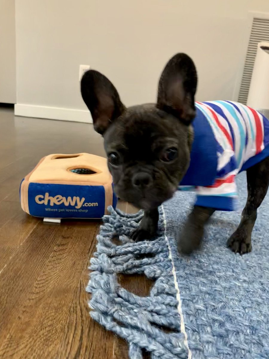 cbmcmanus822's tweet photo. @Chewy This is Charlie meatballs playing with his @Chewy toy with surprises inside. Loves it! Charlie loves all toys but especially a jolly ball! https://t.co/OAFJPO5htK
