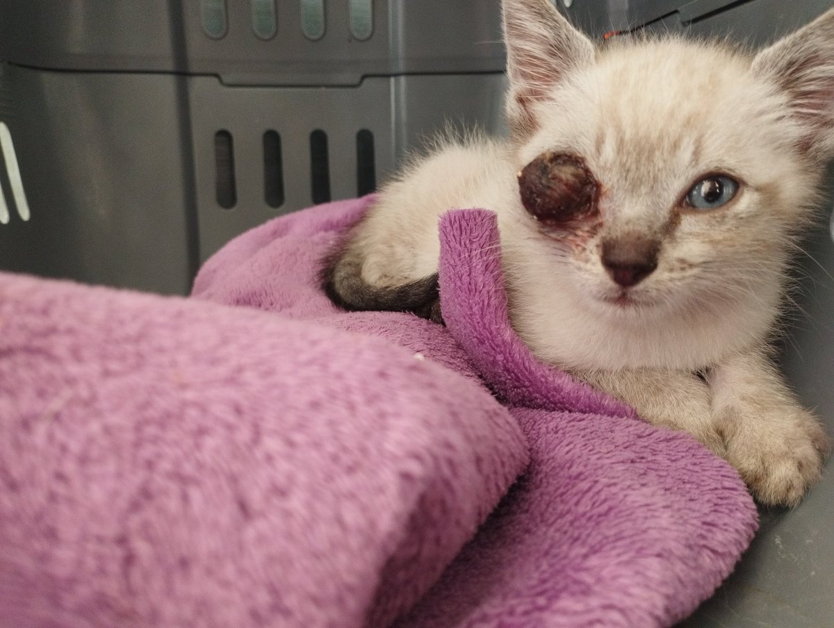 Hoy Odín ha tenido revisión, ya pesa más de 600gr y tenemos fecha para su operación el día 5 de julio. Es todo un campeón, él está como si nada 😻 #gatos #rescatados #salvandovidas #kitten