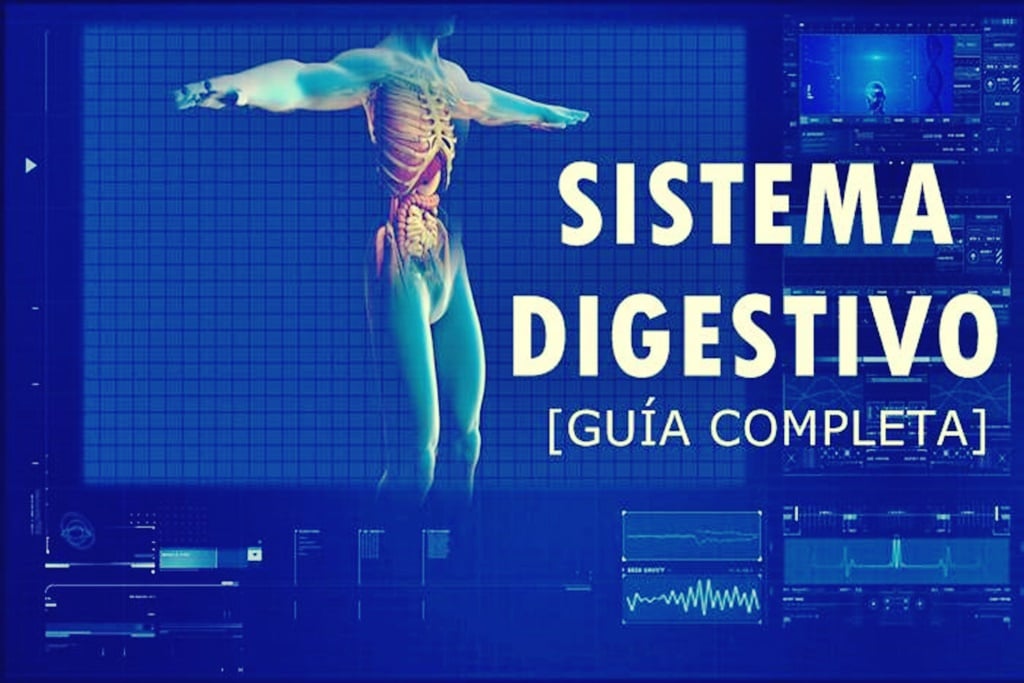 Atopedegym's tweet photo. Sistema digestivo – Partes, Funciones, órganos y fisiología https://t.co/Cr1zlJumUj https://t.co/7WP8zZIKsN