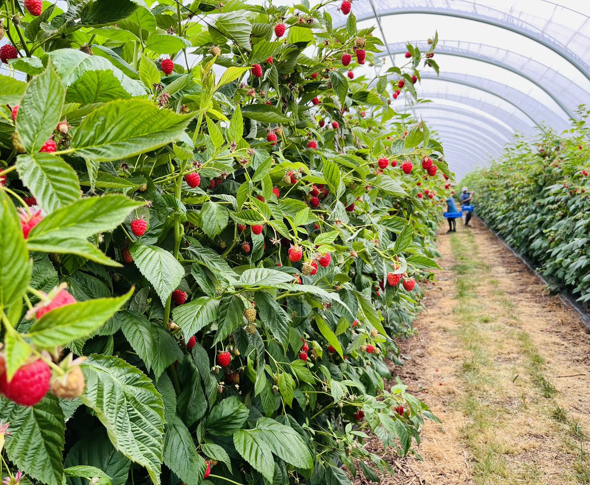 Anthony Snell tweet media