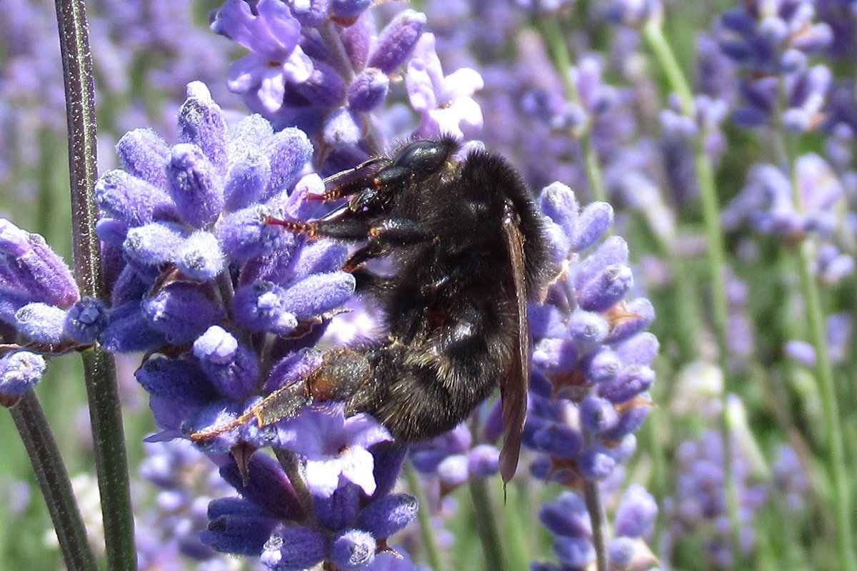 jewels_andrew's tweet photo. Found a stunning all black bumbebee at Hitchen Lavender Fields, Hertfordshire today. The short, neat body pile looks good for Ruderal Bumblebee (Bombus ruderatus), although this is a difficult species to identify in the field. #HertfordshireWildlife #UKBees https://t.co/kXFnV7m9Vo