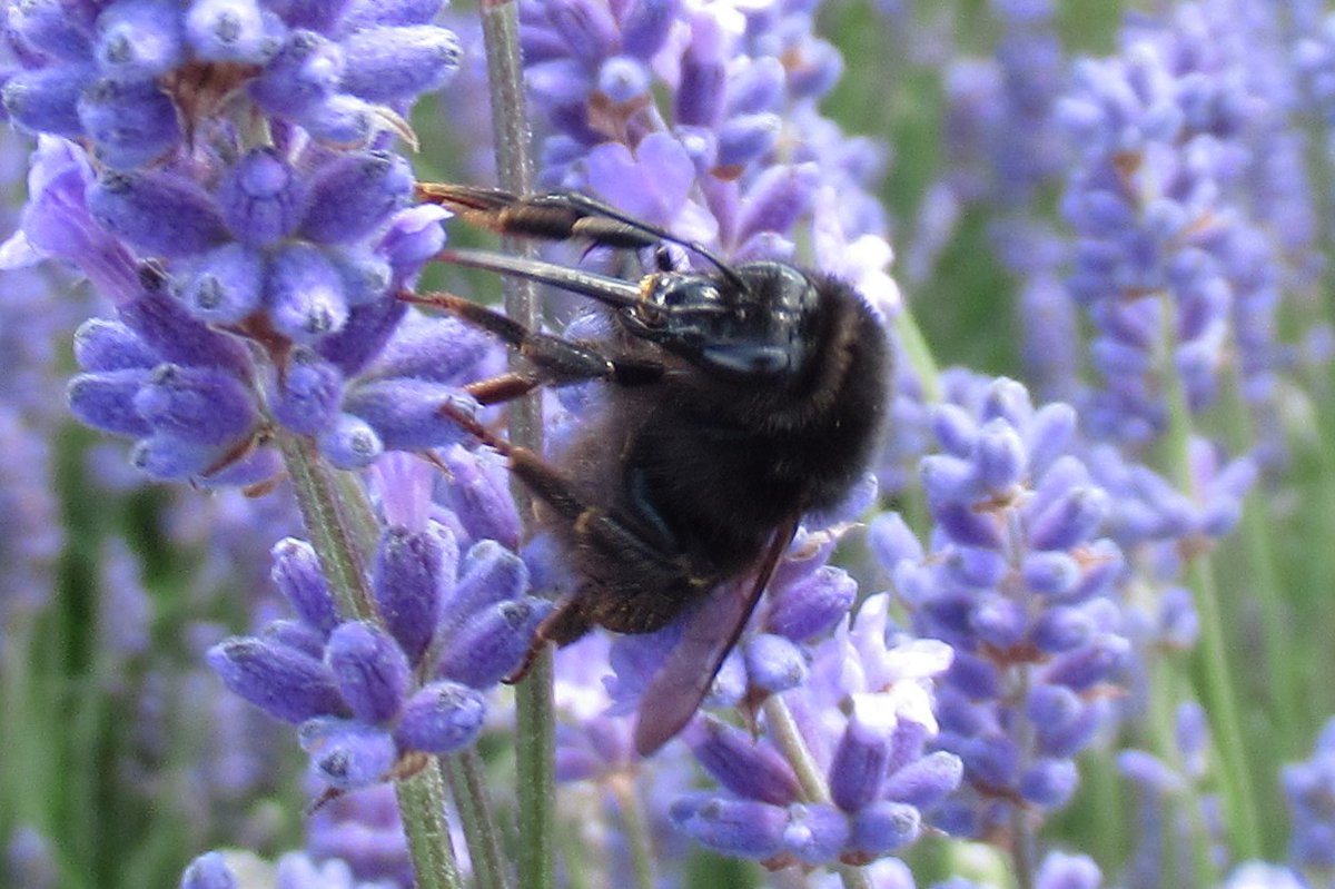 jewels_andrew's tweet photo. Found a stunning all black bumbebee at Hitchen Lavender Fields, Hertfordshire today. The short, neat body pile looks good for Ruderal Bumblebee (Bombus ruderatus), although this is a difficult species to identify in the field. #HertfordshireWildlife #UKBees https://t.co/kXFnV7m9Vo