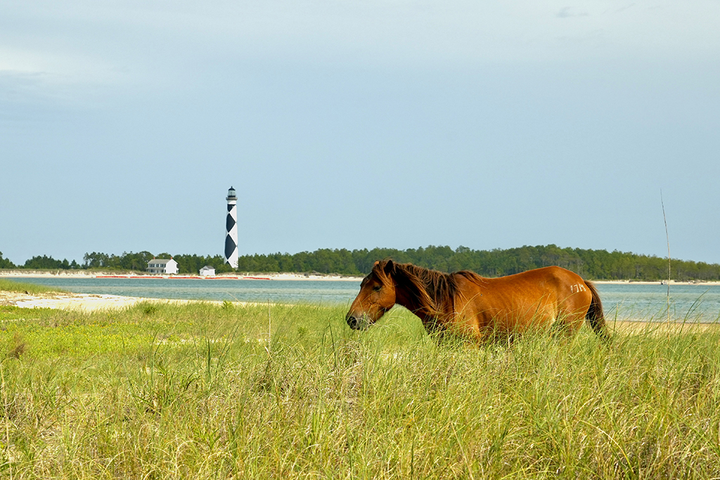 Just your Average Day on Shackleford Banks -- Once this morning's rain cleared out, everyone was able to enjoy this sunny day in the park.  And it's not just a sunny day, Happy Summer Solstice, everyone!