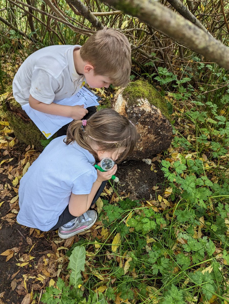 CymerPrimary's tweet photo. #CAPwillow went on a minibeast hunt duringour outdoor learning afternoon to see what we could find using our resources from @LostPeatlands. We found lots of different insects and created a pictogram of our findings. 🐛🐝🦋🦗🪲🪳 #outdoorlearning https://t.co/qqQphDHeiq