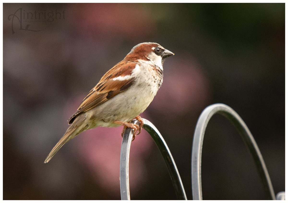Harold the House Sparrow. #TwitterNatureCommunity #birdphotography #wildlifephotography
@Natures_Voice