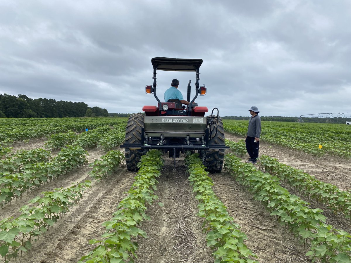 JosephEIboyi's tweet photo. Top-dressed our DSSAT cotton N rate trial today. Great team effort from Ag-Path Group… @ufifasnfrec⁩ https://t.co/eBz86SIMAu