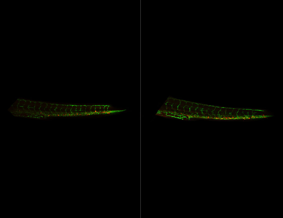 Studying cells and a zebrafish model, the <a href="/PtenDijkeLab/">ten Dijke Lab</a> discovers that the #lncRNA LETS1 promotes the migration of cancer cells through a positive feedback loop that drives #TGFbeta signaling and #EpithelialToMesenchymalTransition. <a href="/LUMC_Leiden/">LUMC Leiden</a> scim.ag/35p