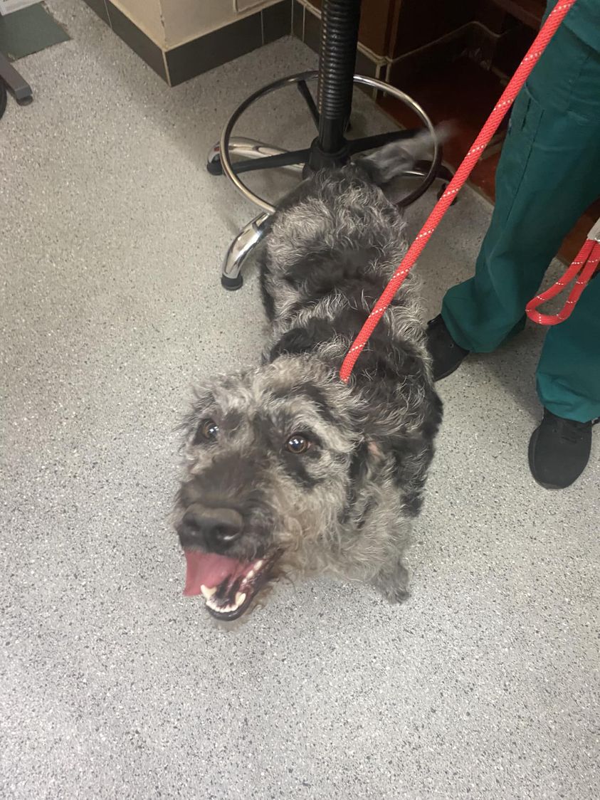 Female #Labradoodle taken in to Medivet #NewcastleUnderLyme by a member of the public. Has no collar, chipped but registered to the breeder. 
If anyone knows any details please contact surgery on 01782711800. Proof of ownership will be required. facebook.com/MedivetNewcast… #FoundDog