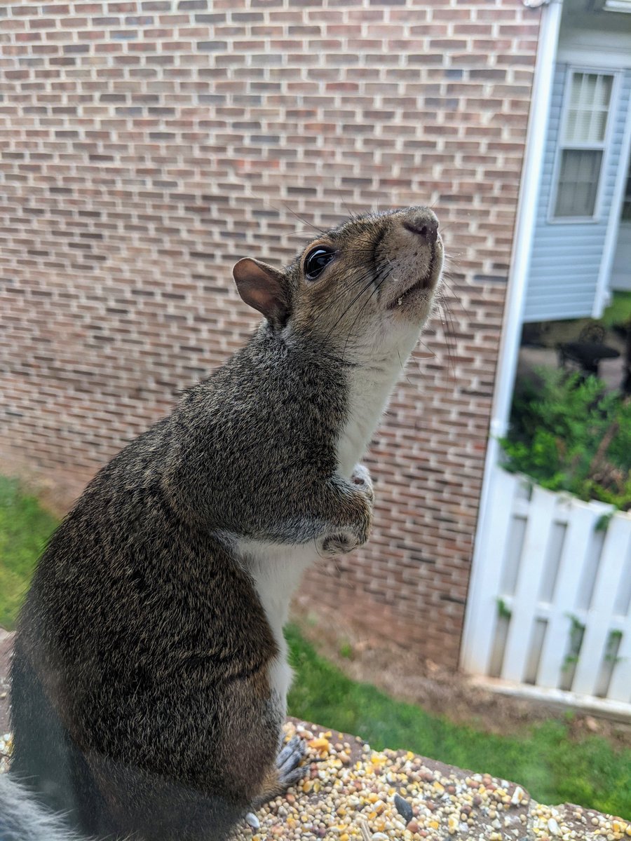 Mandy_Seley's tweet photo. Honestly shocked this is the first squirrel I've seen show up on the windowsill where I feed birds.
A very brave squirrel, I got right up to the glass taking pictures.

(Included for contrast, average photo I get of my pet gerbils...) https://t.co/v9ht3gWhfq