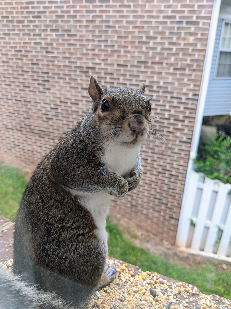 Mandy_Seley's tweet photo. Honestly shocked this is the first squirrel I've seen show up on the windowsill where I feed birds.
A very brave squirrel, I got right up to the glass taking pictures.

(Included for contrast, average photo I get of my pet gerbils...) https://t.co/v9ht3gWhfq