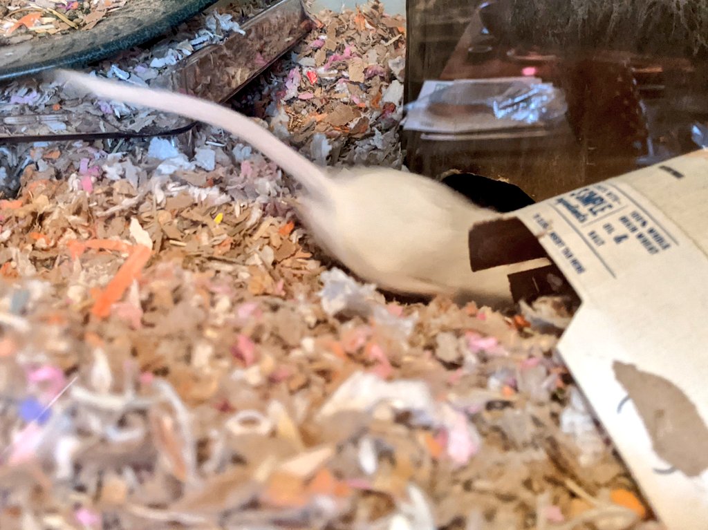 Honestly shocked this is the first squirrel I've seen show up on the windowsill where I feed birds.
A very brave squirrel, I got right up to the glass taking pictures.

(Included for contrast, average photo I get of my pet gerbils...)