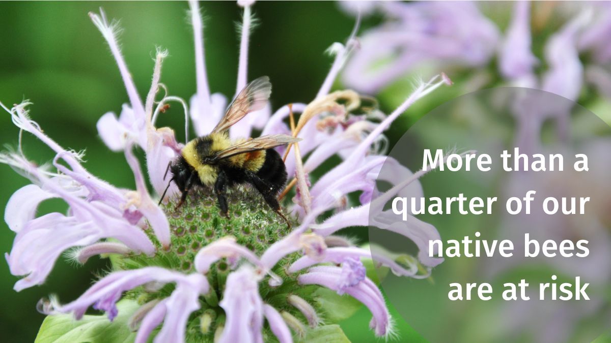 This #PollinatorWeek, show your support for native species with advocacy! The Recovering America's Wildlife Act would have far-reaching positive impacts on native plants and their pollinators, providing $1B/year to states, tribes, & agencies for conservation. #RecoverWildlife 🌱