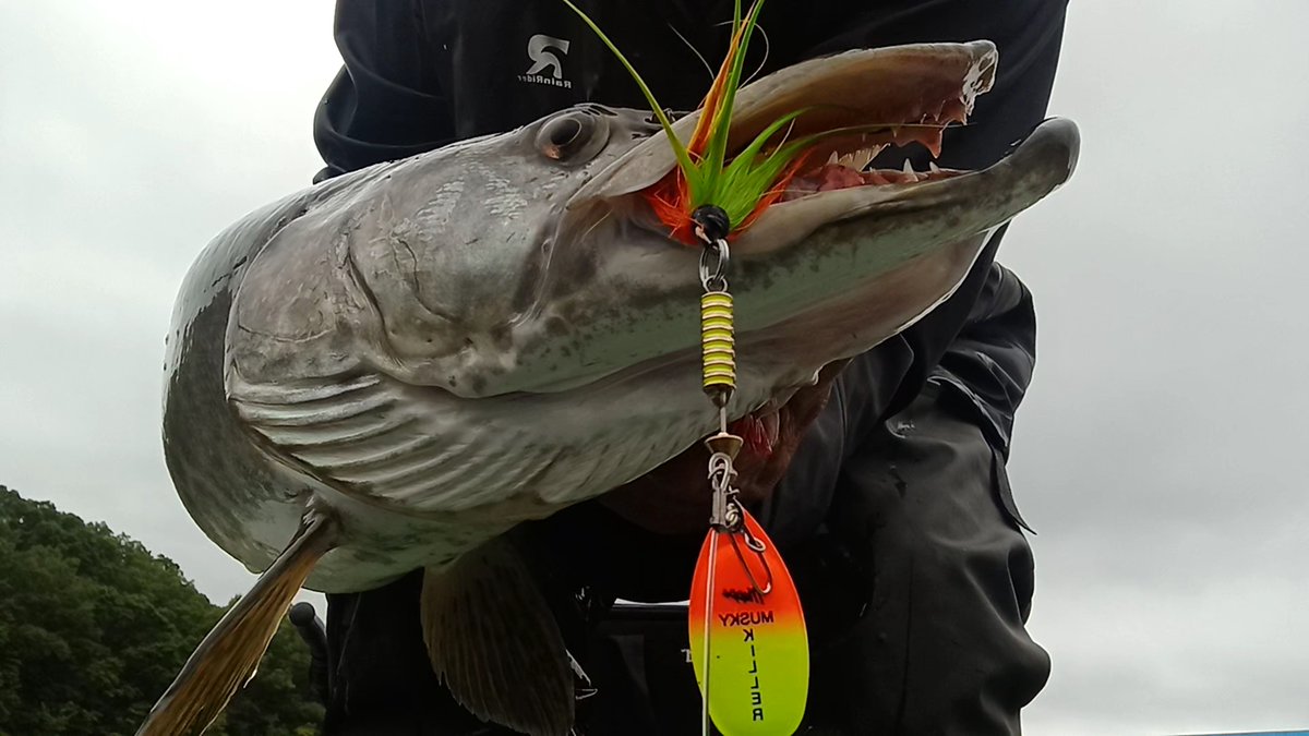 MeppsSpinners's tweet photo. Now that is a fish selfie! This musky was caught by Anthony Cocchi using a Mepps Musky Killer. The fish measured out at 42" and was caught while casting around shallow weeds.
...Doesn't really look like the musky is willing to part with the Musky Killer though...! #MeppsCatch https://t.co/DPPKjXNITs