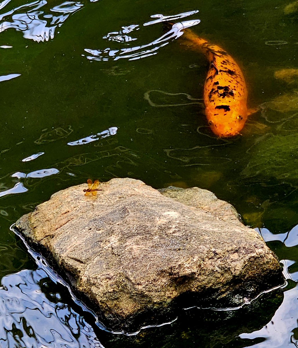 A bright orange koi fish eyeing a dragonfly.

#FirstDayOfSummer #photography #SummerSolstice #wildlife #nature