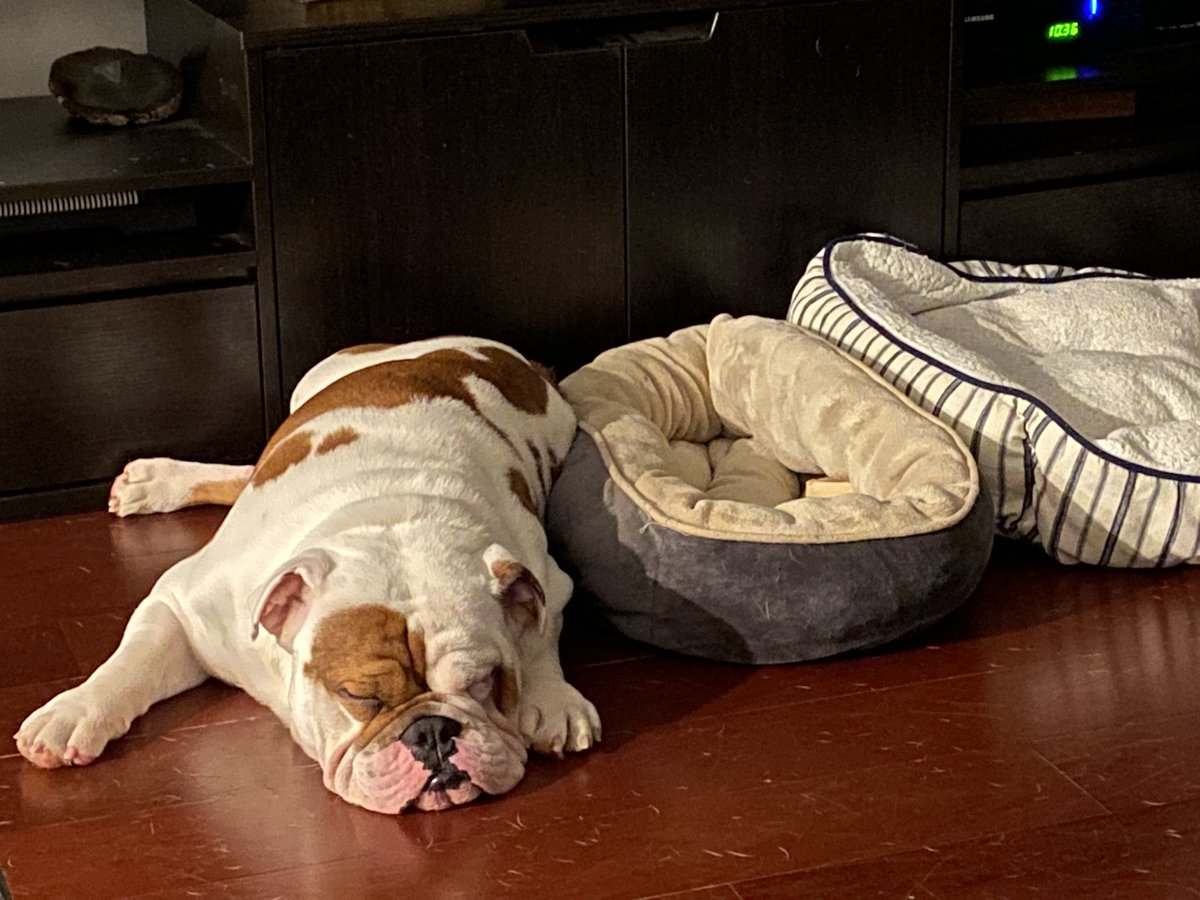 Last night . . . 

Ziggy missing Luna. 💔😢