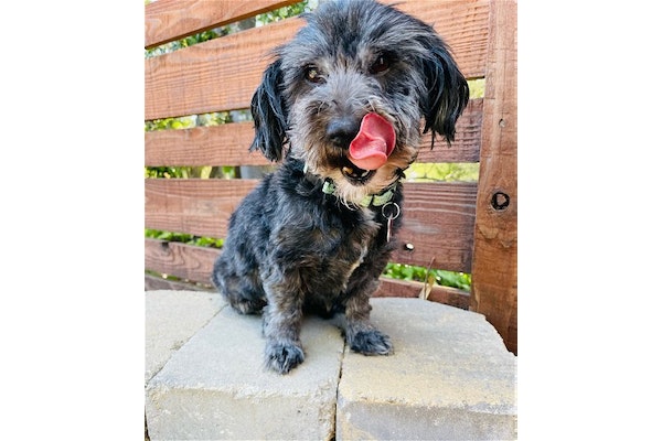 DPSRescue's tweet photo. Intrducing Sugar BearππΆ, a sweet 6-7yo Shih Tzu-Maltese mix. Non-shedding coat, great for allergies. Loves cuddles, walks, and belly rubs. Good with dogs, likely fine with cats. House-trained. Ready for her forever homeπΎπΆ #AdoptSugarBear #DPSRescue
https://t.co/IyCWXFl4Mp https://t.co/WXLrdSi5Vf