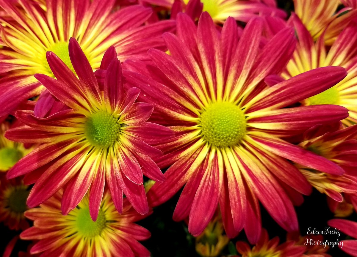 Happy #FirstDayOfSummer☀️
😊🌿🌺🍃🌼🌾😍
#flowerphotography #Flowers #photography #summer #seasons #TwitterNatureCommunity