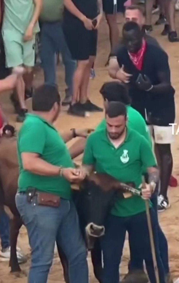 Mi pueblo es surrealista, por qué un tío quería pegarse a puñetazos con una vaca?