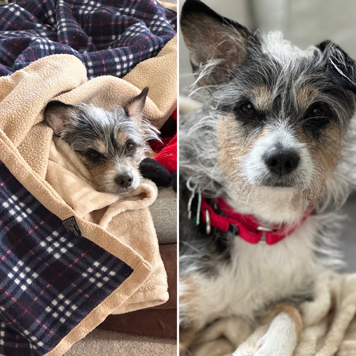 Lisa Poggioli tweet media