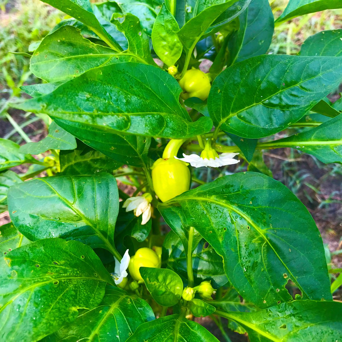 Growing Blond Bell Peppers and our plants are loading up!

#growyourown #fruitsandveggies #eatwhatyougrow